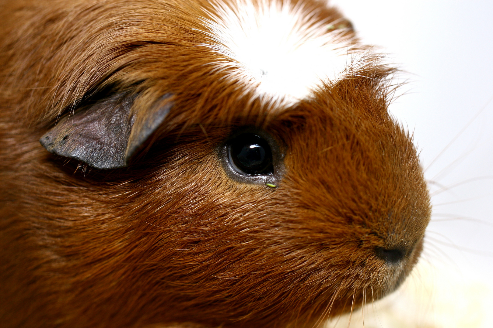 Meerschweinchenausstellung....