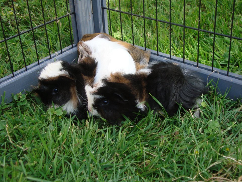 Meerschweinchenbabies