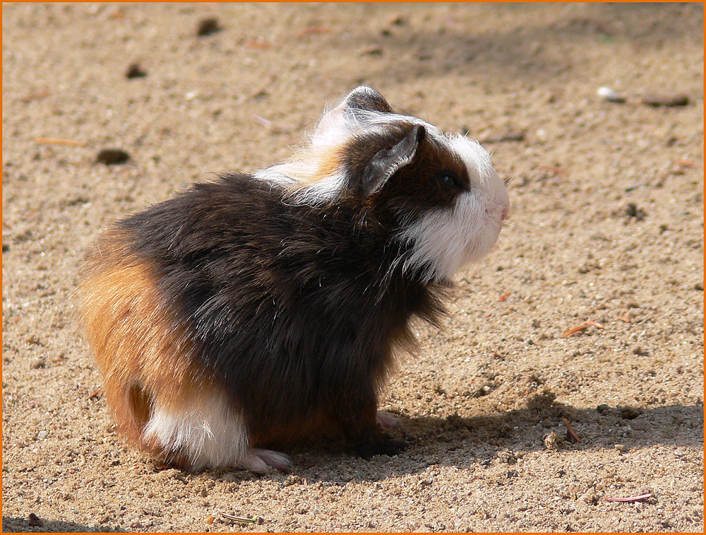 Meerschweinchenbaby