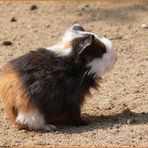 Meerschweinchenbaby