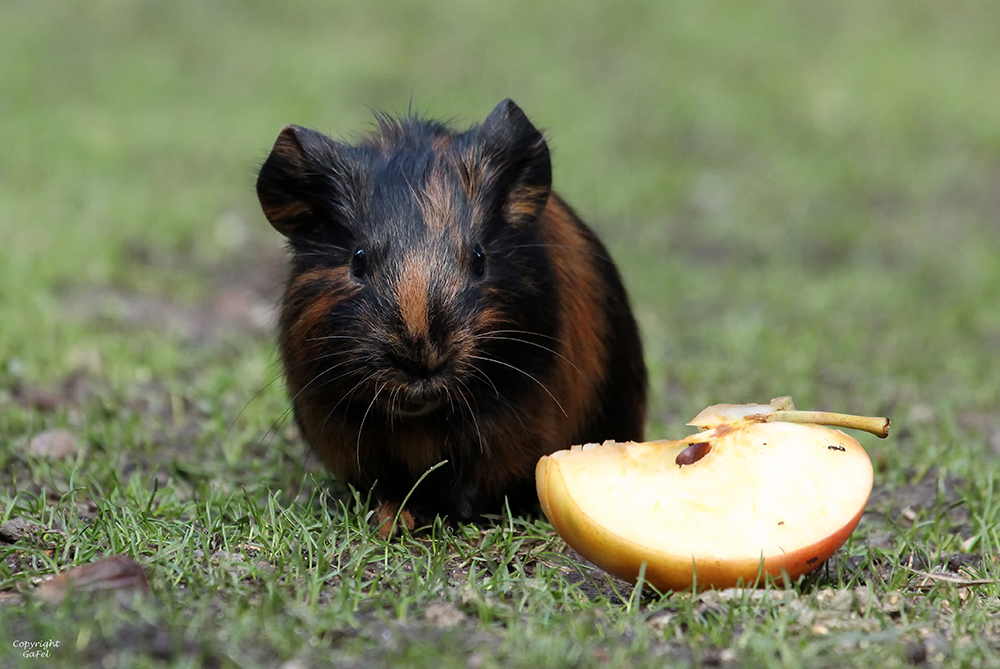 Meerschweinchenbaby