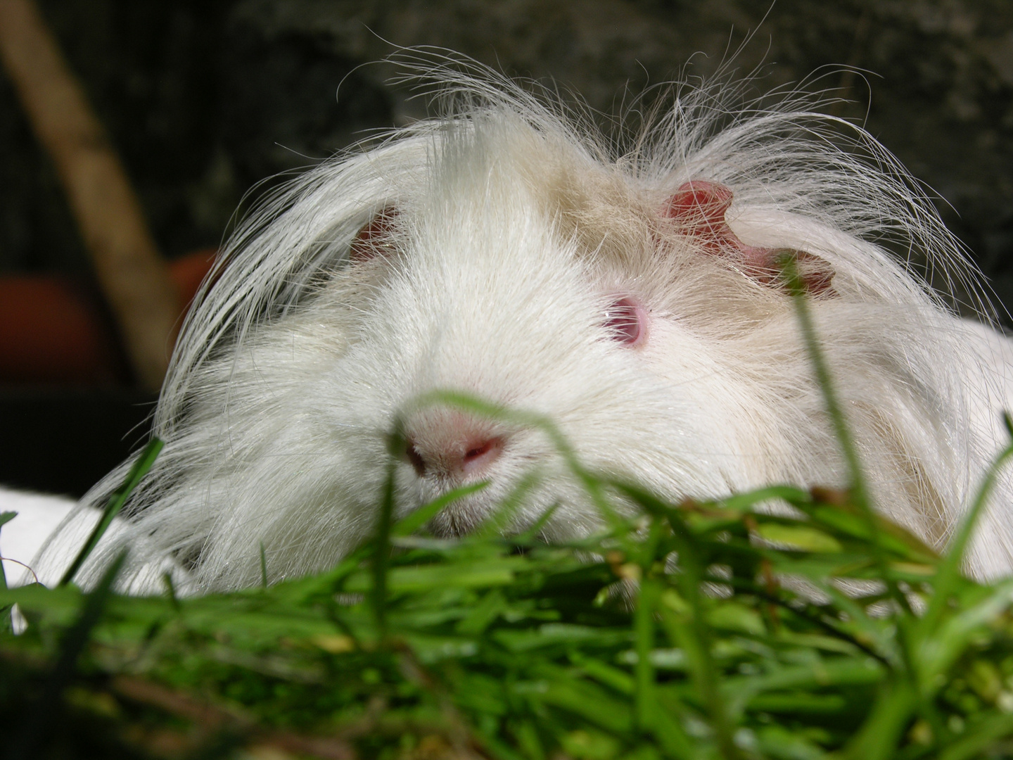 Meerschweinchenbock Nugged