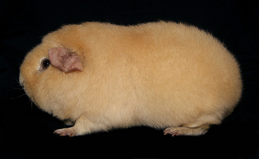 Meerschweinchendame "Golden Girl"