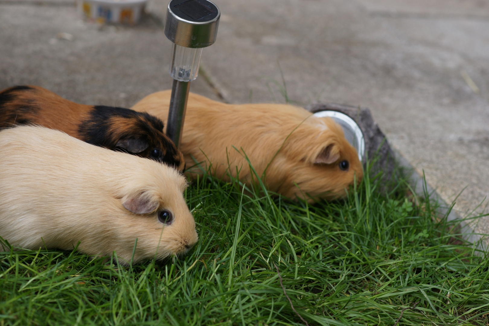 Meerschweintrio