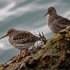 Meerstrandläufer   . . .