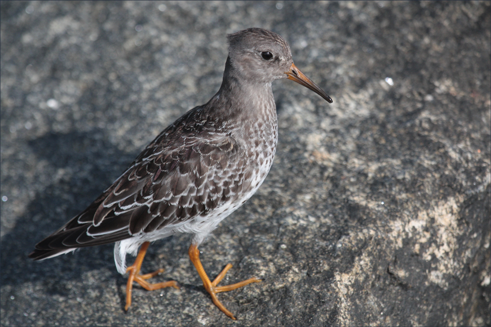 Meerstrandläufer (1.)