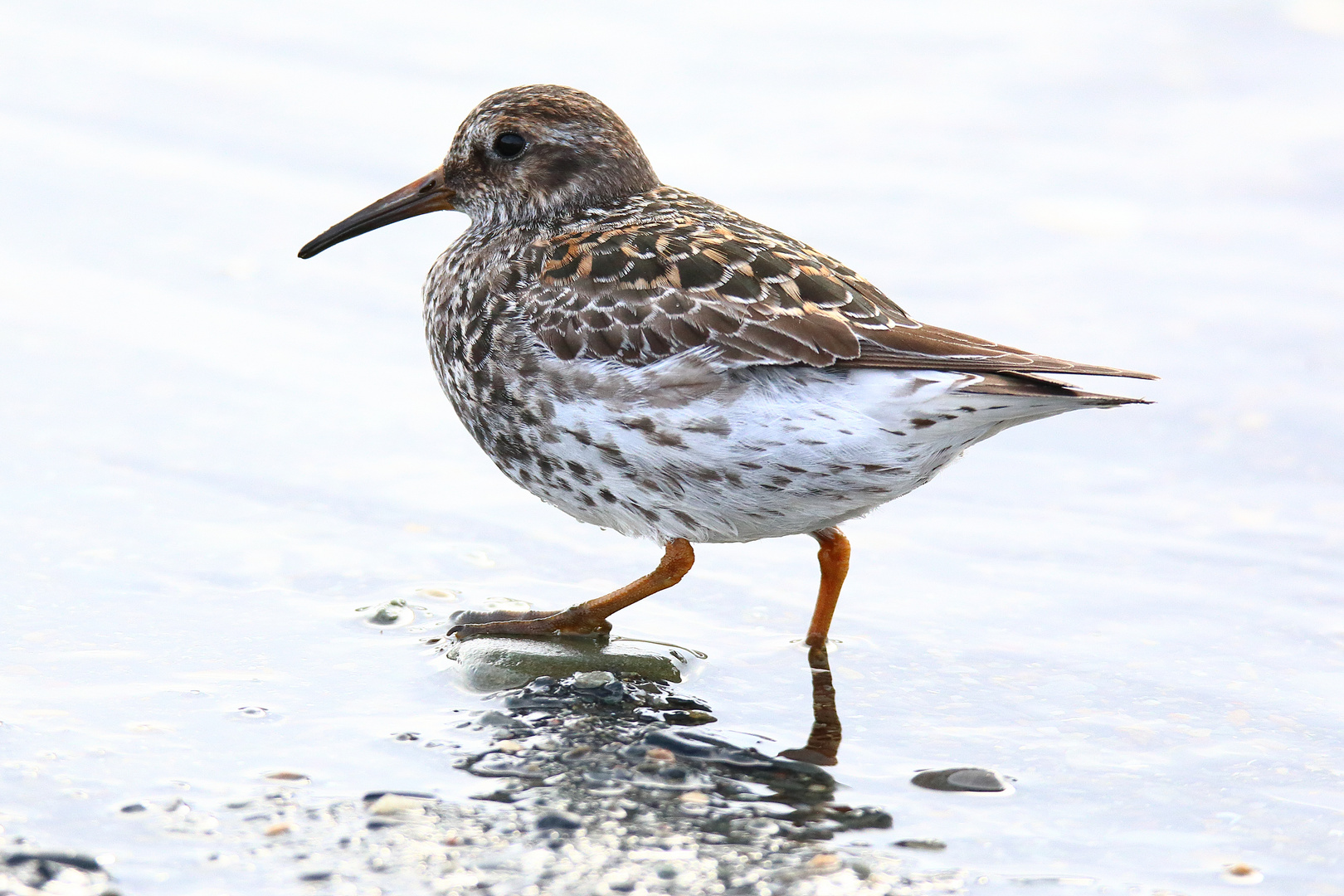 Meerstrandläufer