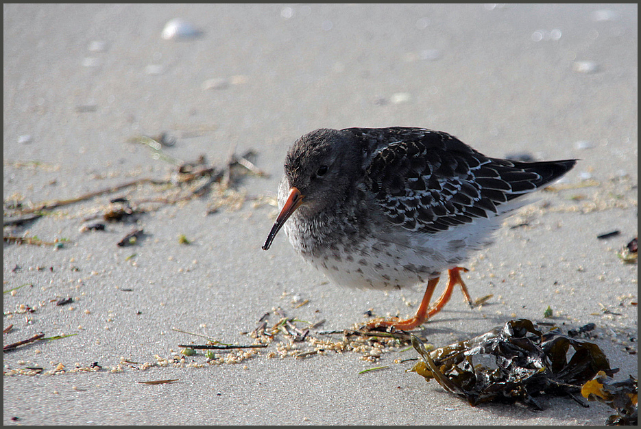 Meerstrandläufer