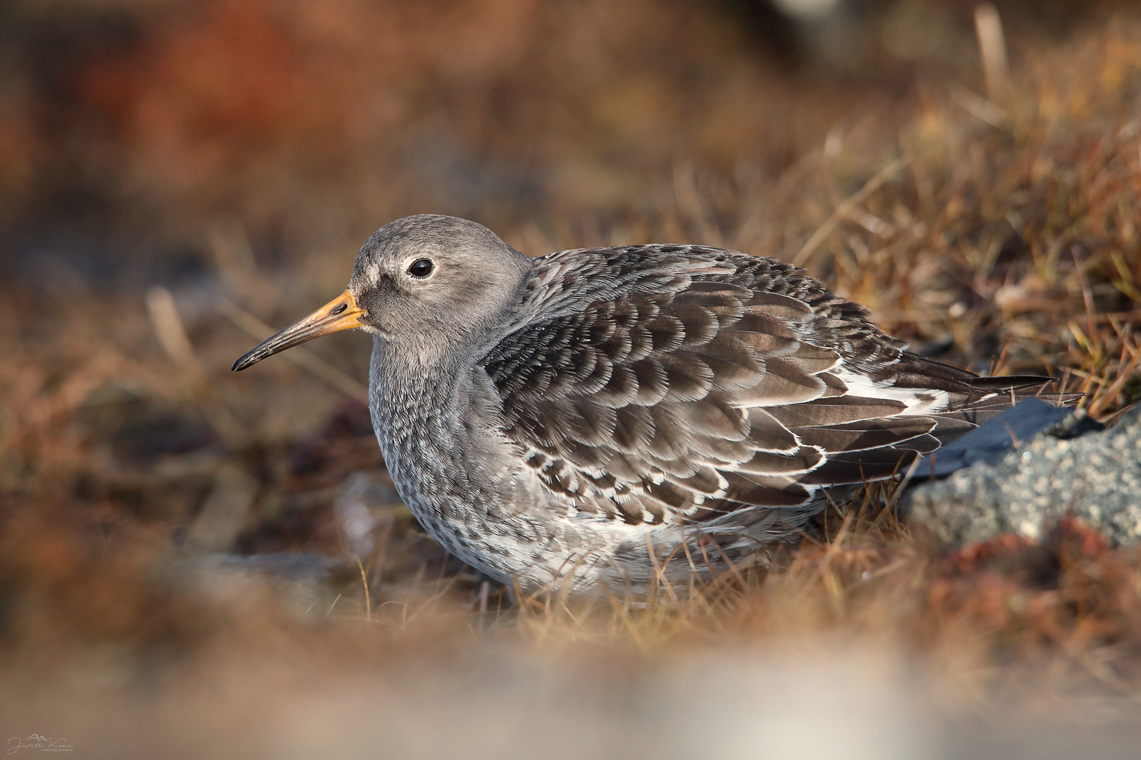 Meerstrandläufer