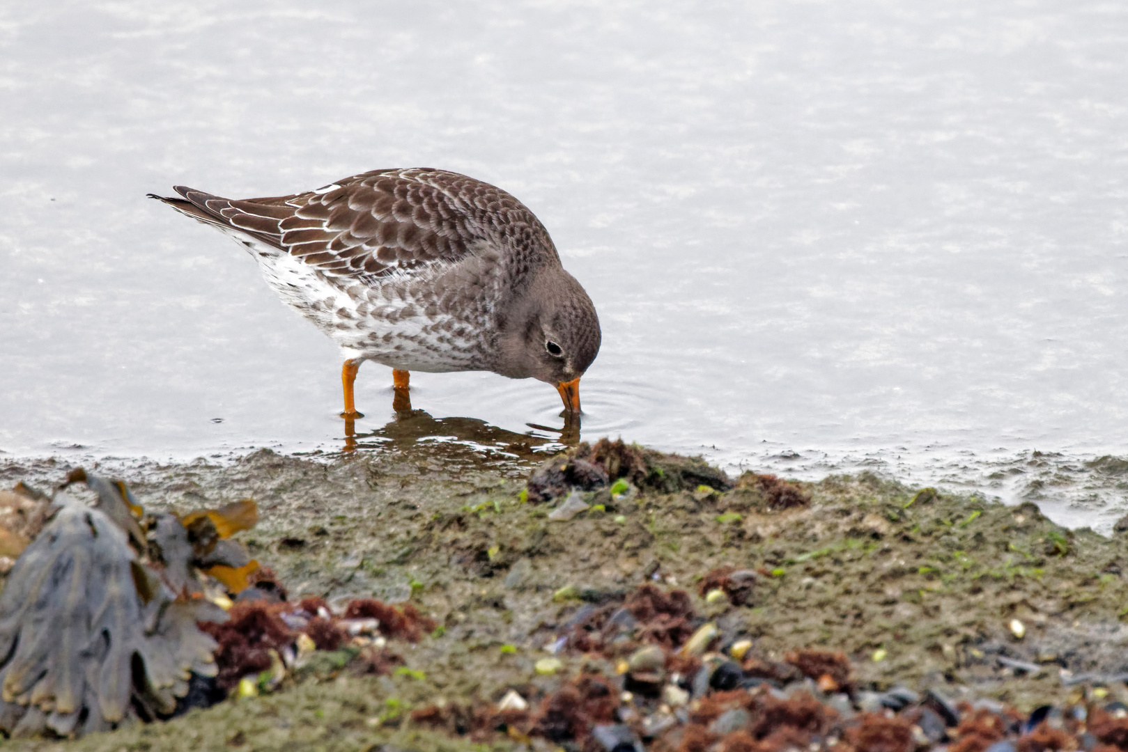 Meerstrandläufer