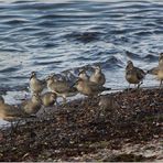 Meerstrandläufer