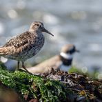 Meerstrandläufer 