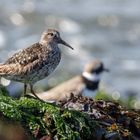 Meerstrandläufer 