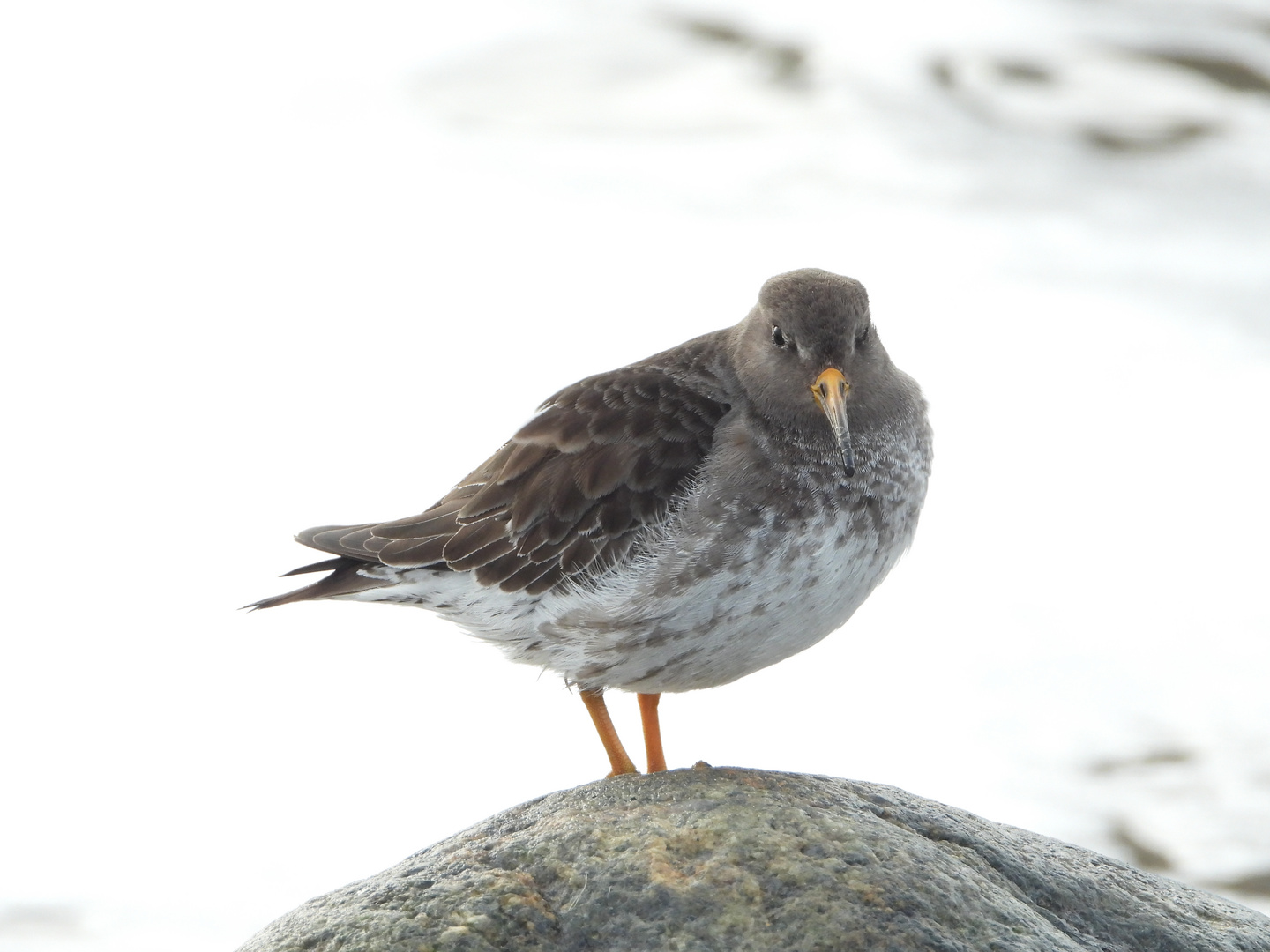 Meerstrandläufer