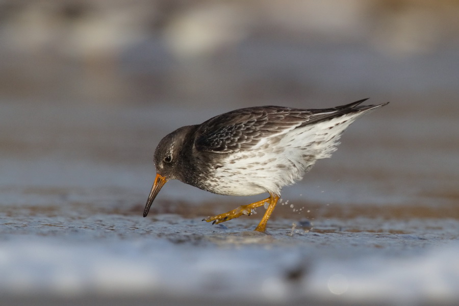 Meerstrandläufer