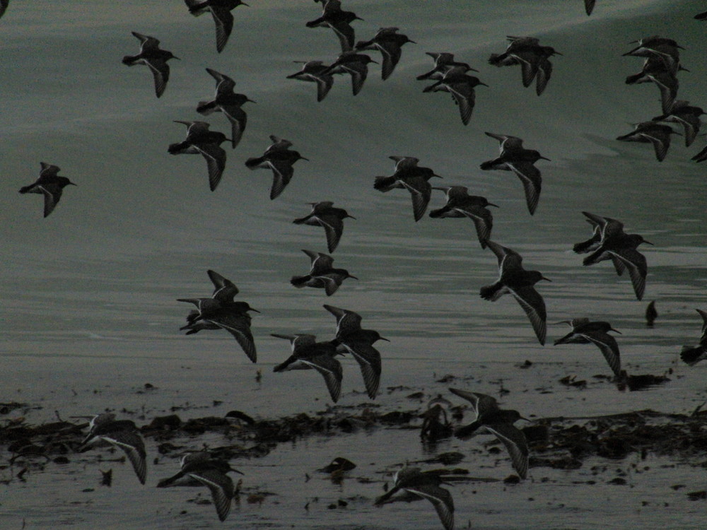 Meerstrandläufer