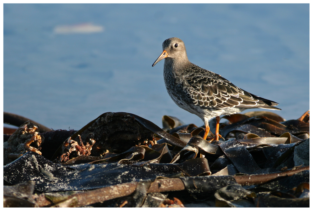 Meerstrandläufer