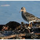 Meerstrandläufer