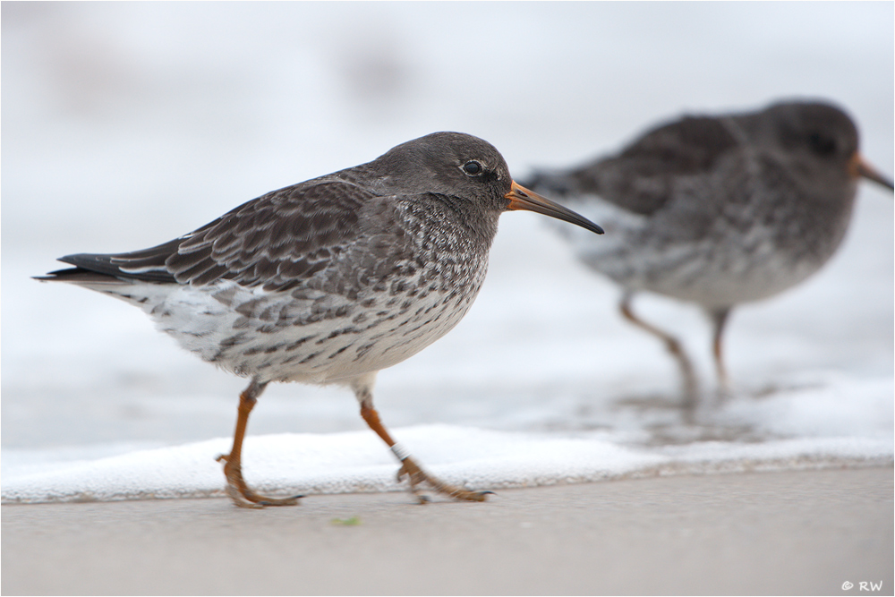 Meerstrandläufer