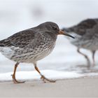 Meerstrandläufer