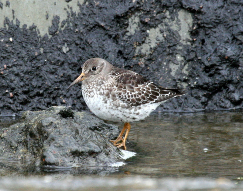 Meerstrandläufer