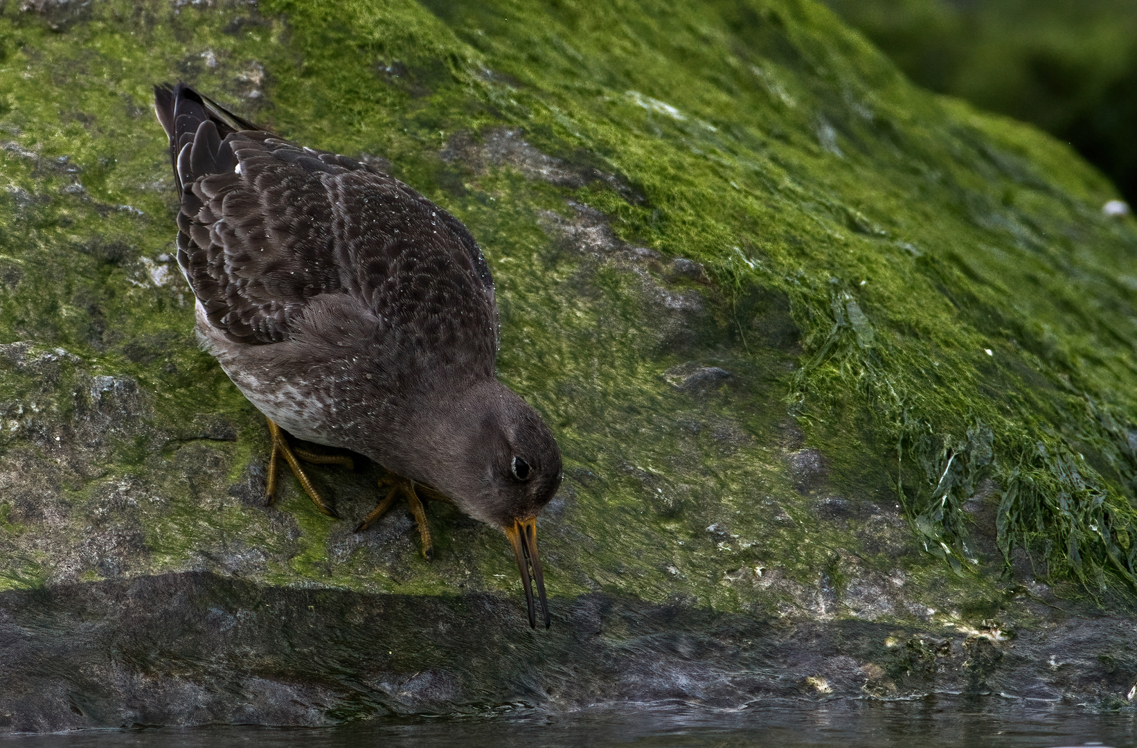 Meerstrandläufer