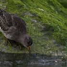 Meerstrandläufer