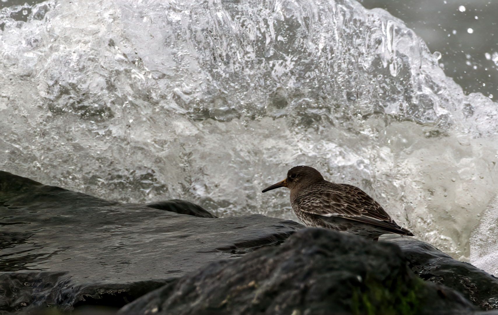 Meerstrandläufer