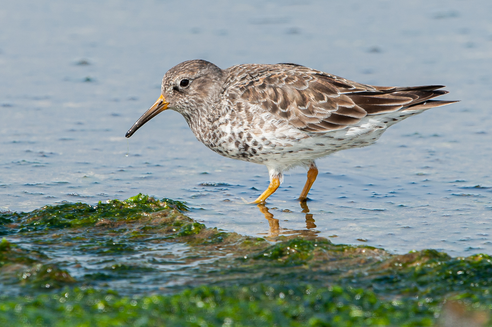 Meerstrandläufer