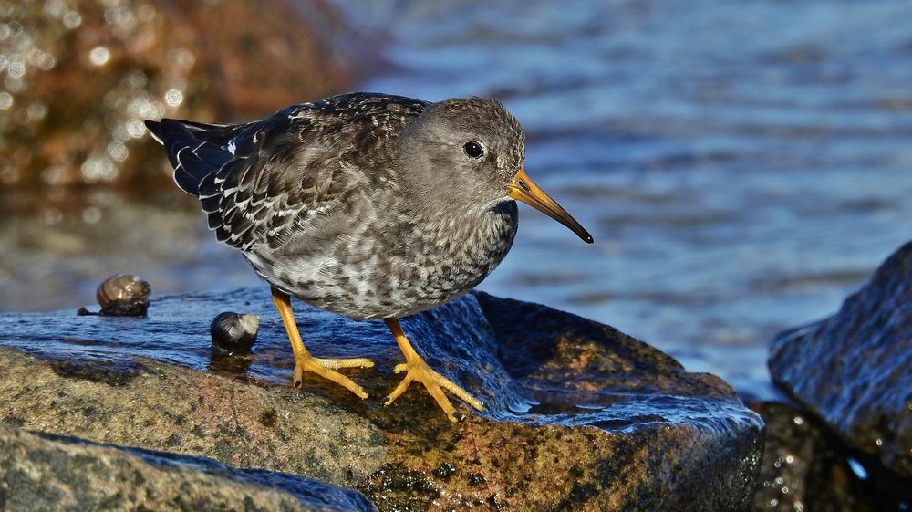 Meerstrandläufer