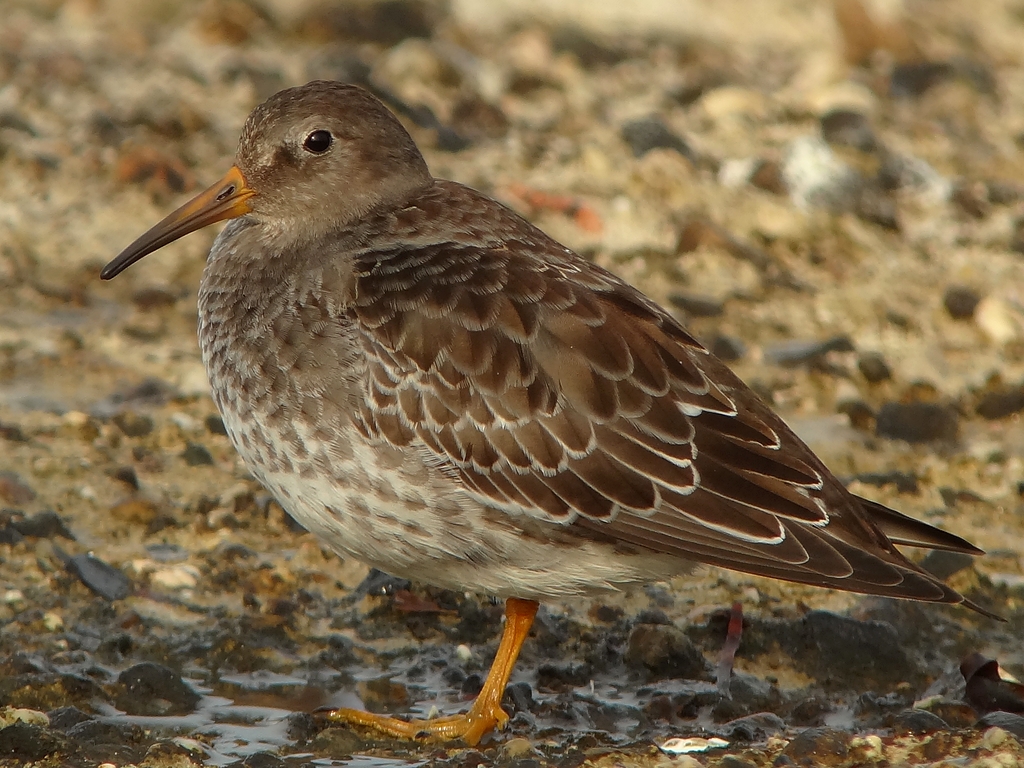 Meerstrandläufer