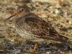 Meerstrandläufer