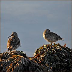 Meerstrandläufer