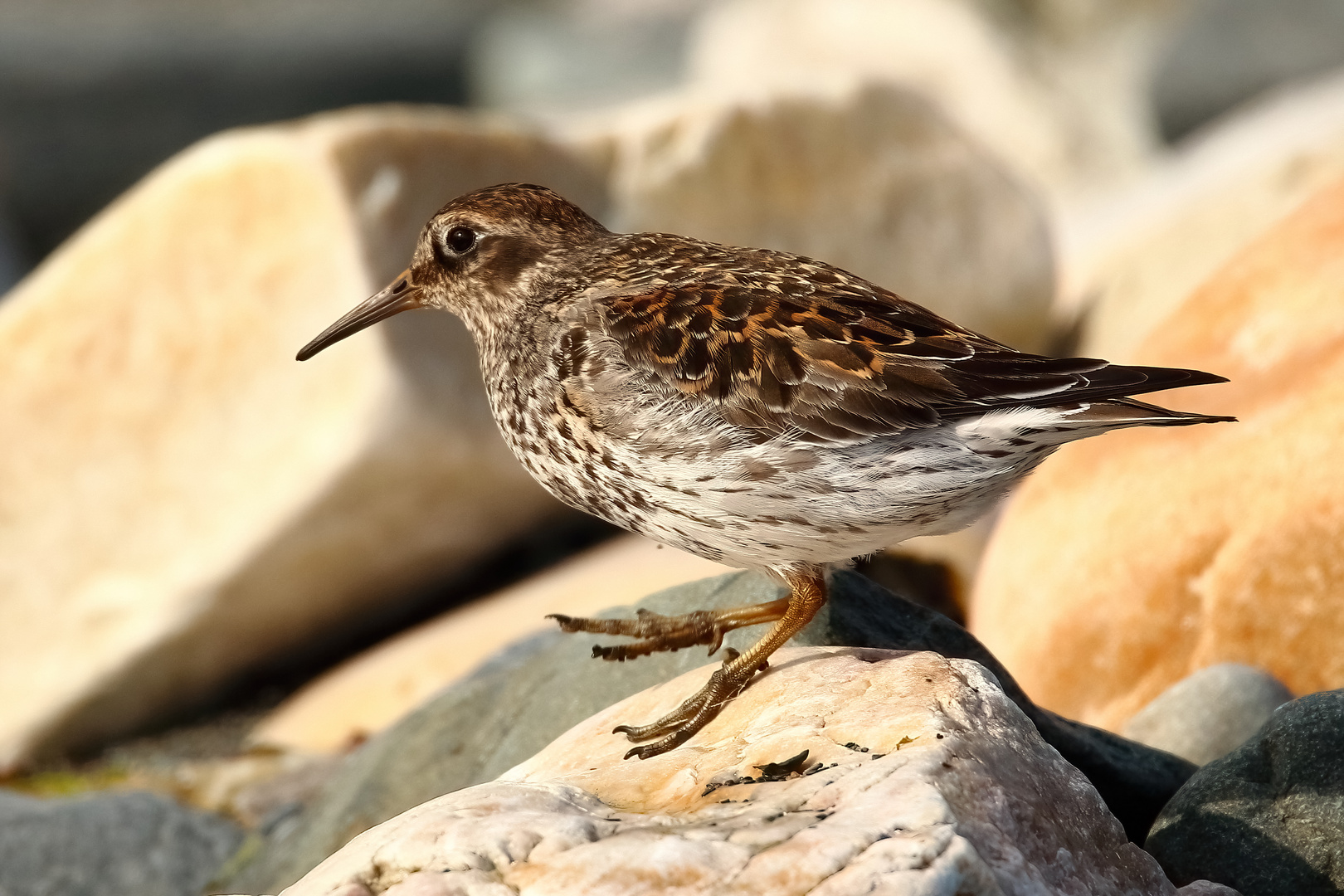 Meerstrandläufer