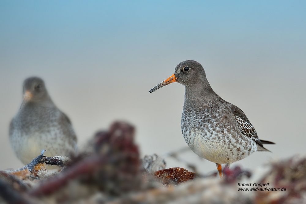 Meerstrandläufer