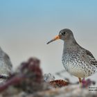 Meerstrandläufer