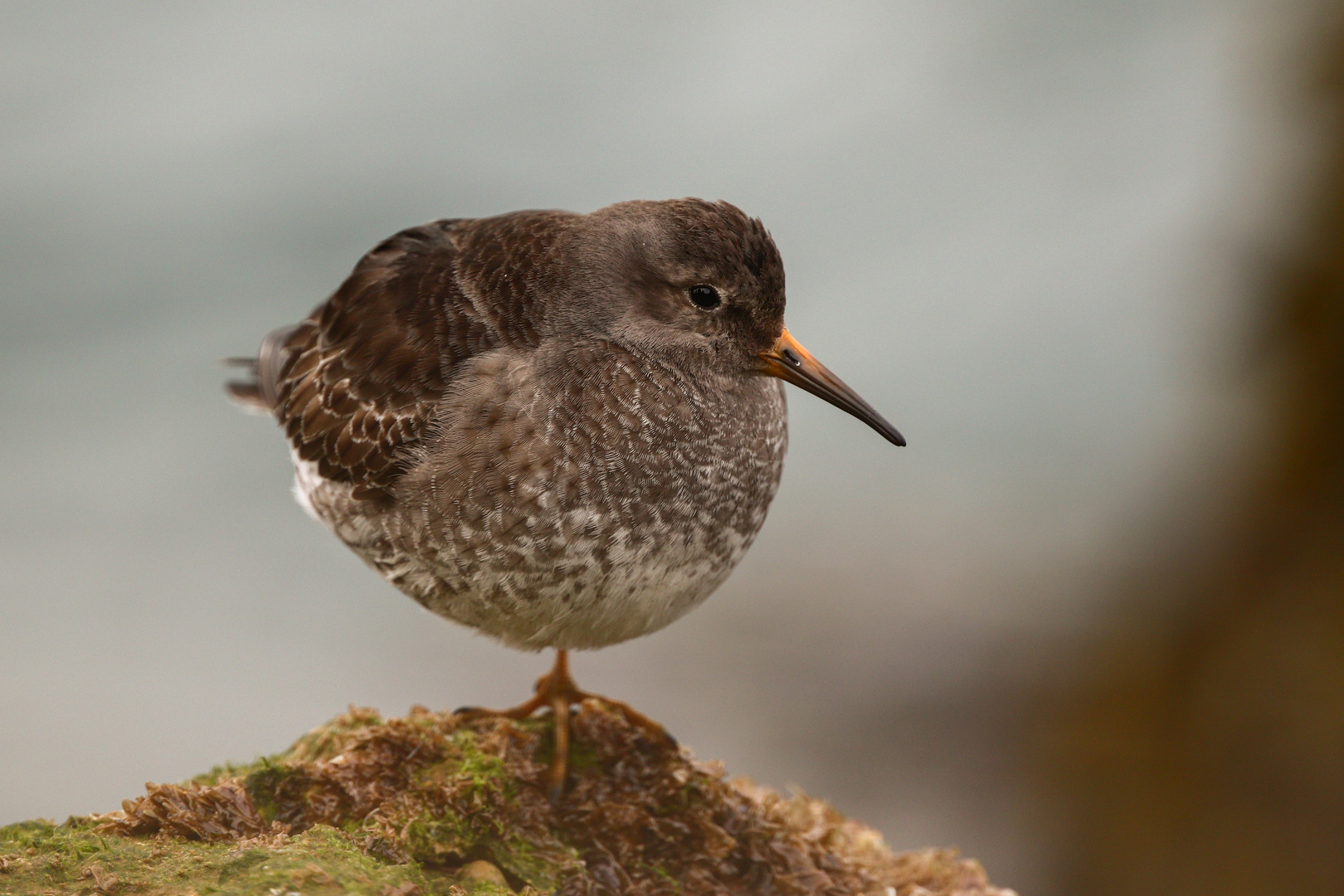 Meerstrandläufer 