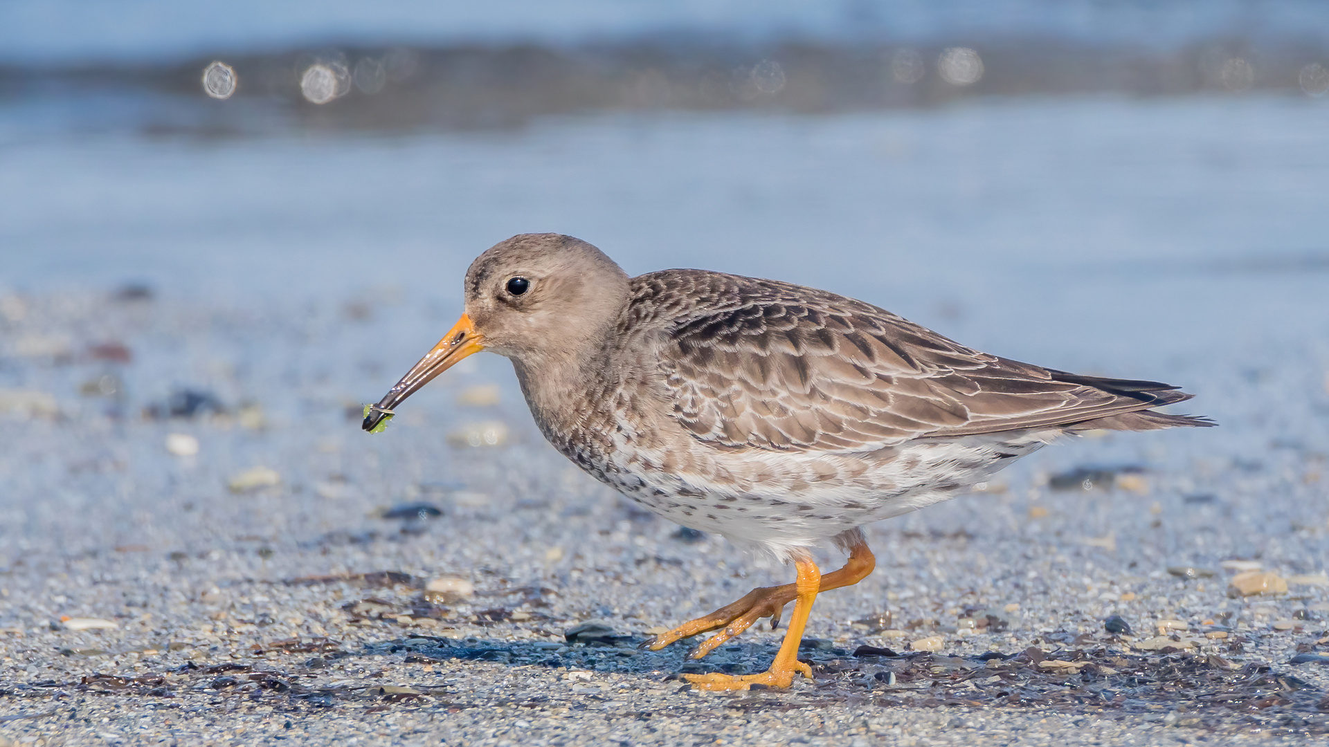 Meerstrandläufer