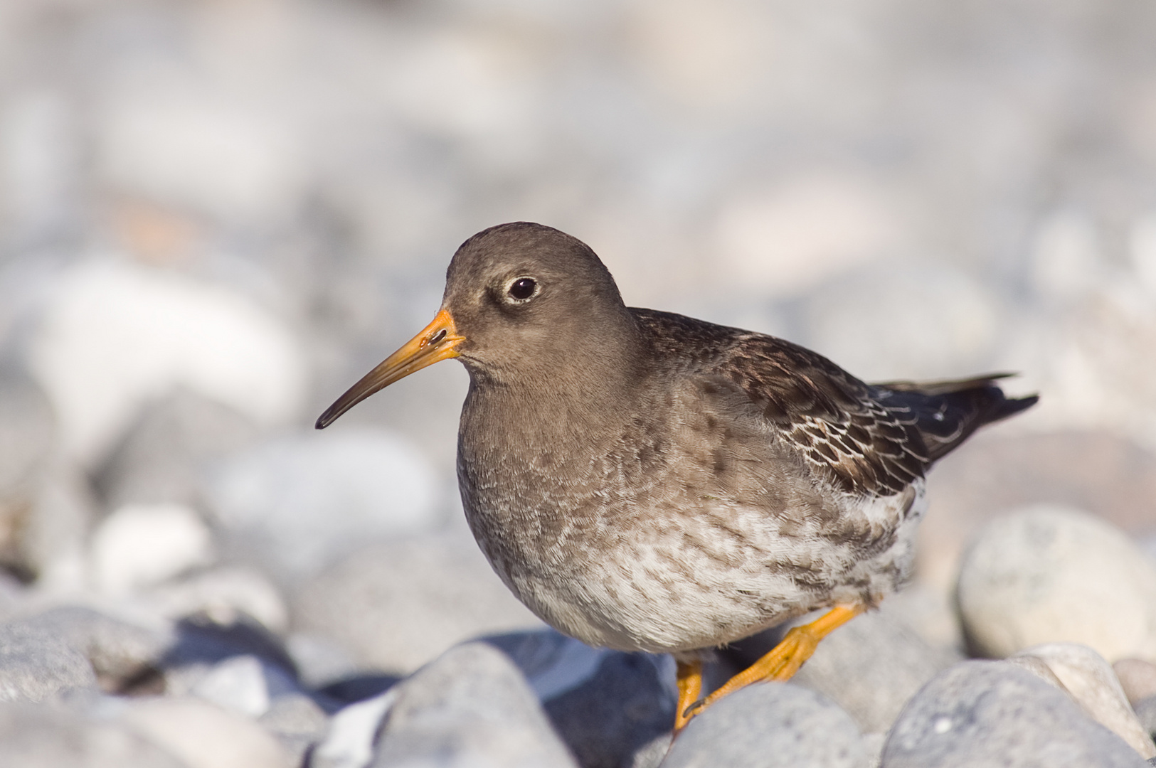 Meerstrandläufer