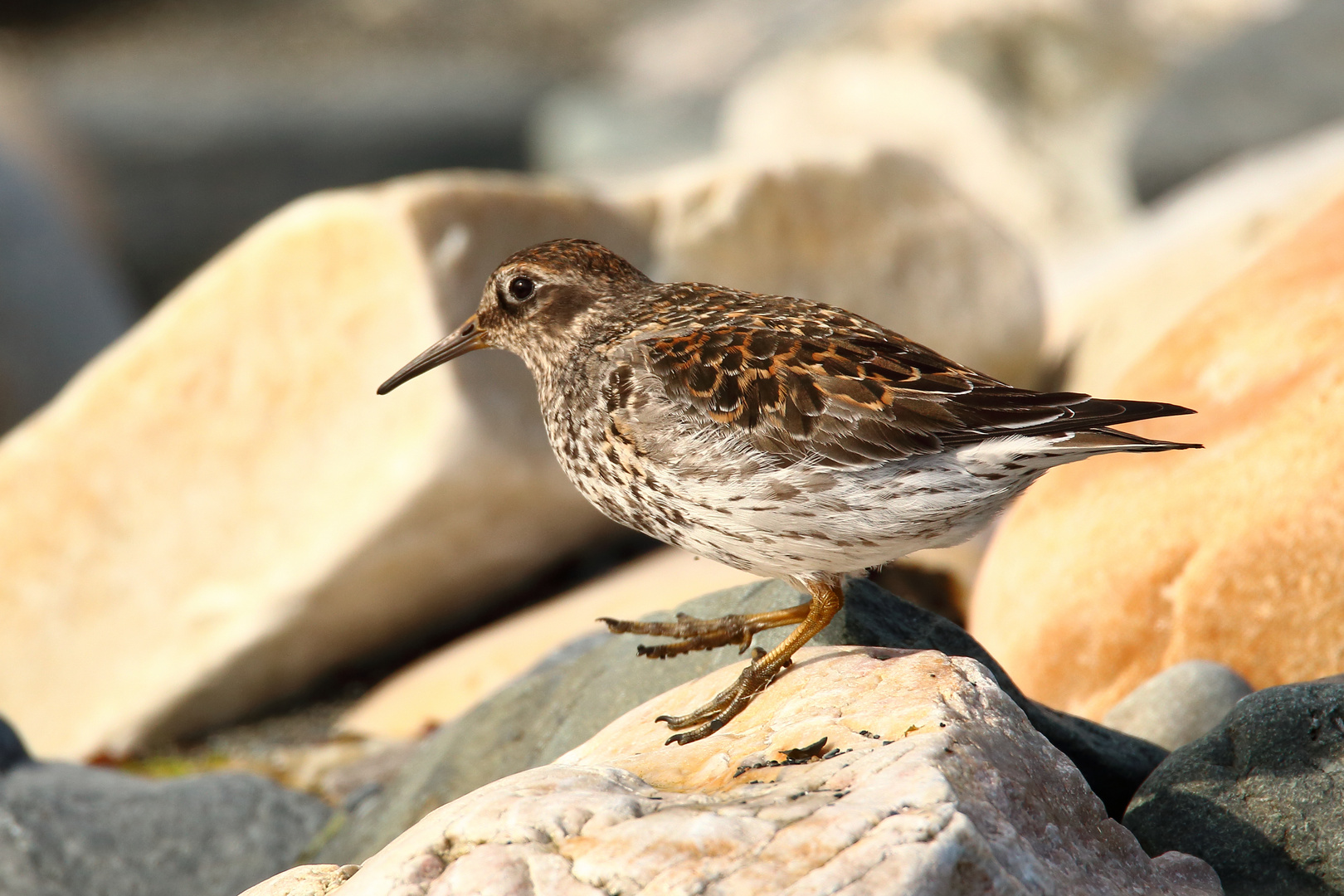 Meerstrandläufer