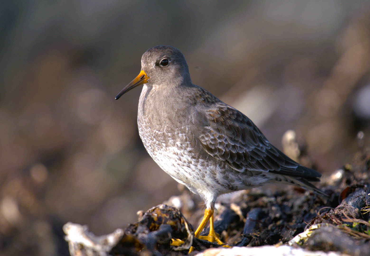 Meerstrandläufer