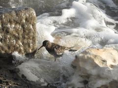 Meerstrandläufer am Meer