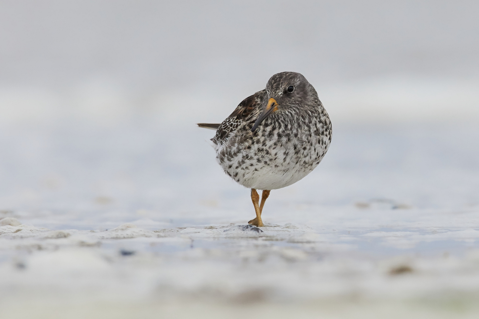 Meerstrandläufer