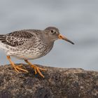 Meerstrandläufer