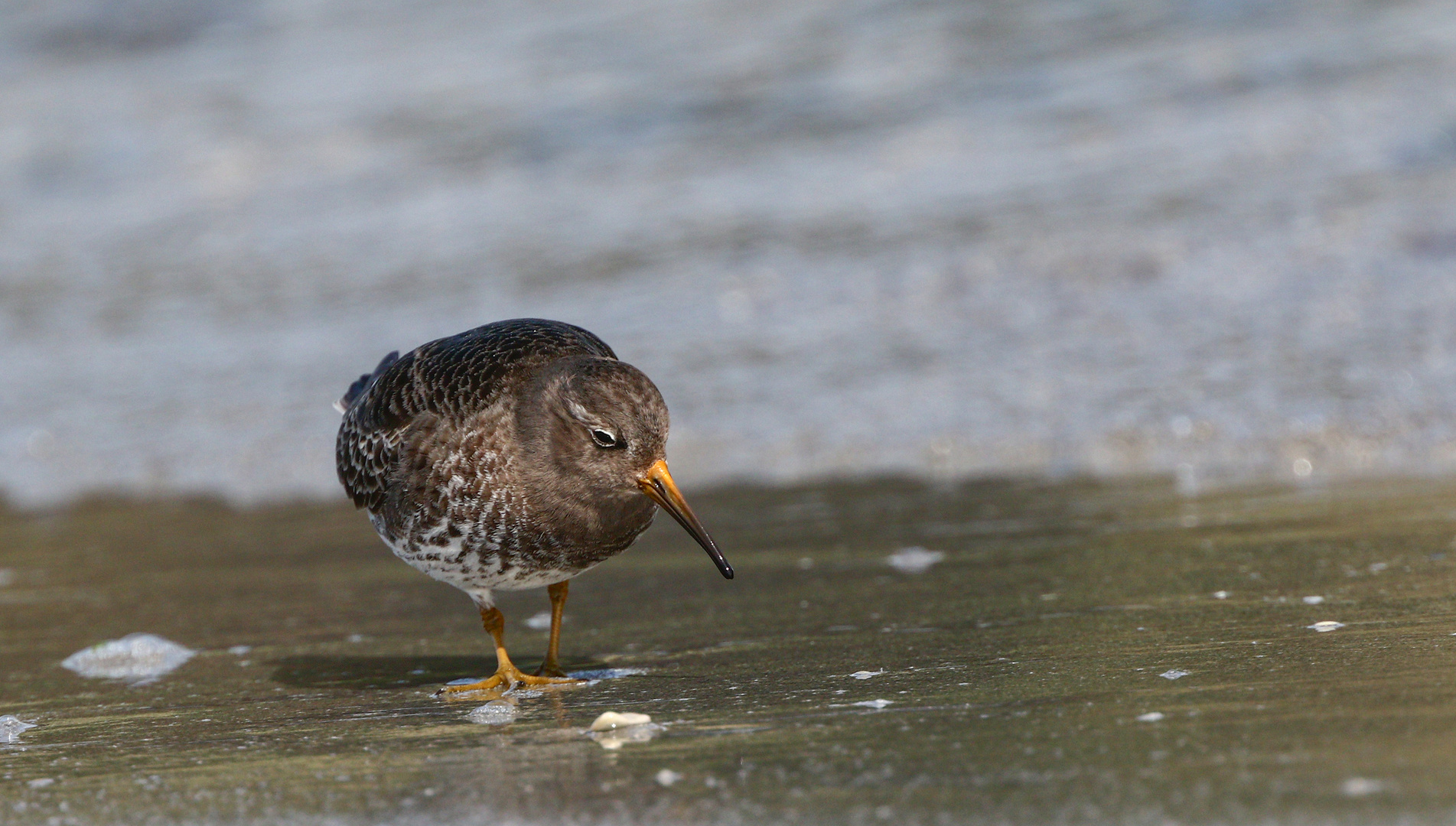 Meerstrandläufer