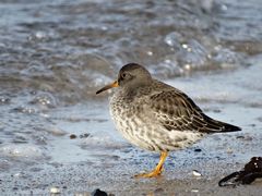 Meerstrandläufer