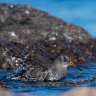 Meerstrandläufer beim Bad