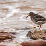 Meerstrandläufer