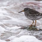 Meerstrandläufer