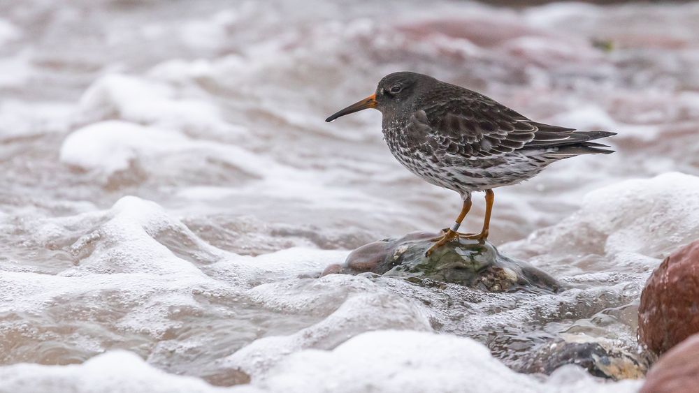 Meerstrandläufer